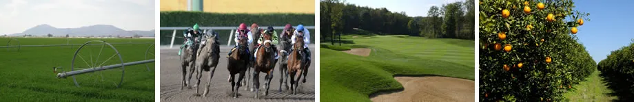 Horse racing on a dirt track